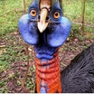 Northern Cassowary